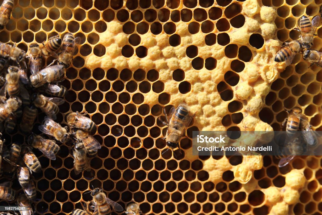 Bees on the honeycomb with the brood of the queen bee Le api sul favo con la covata dell'ape regina Animal Husbandry Stock Photo