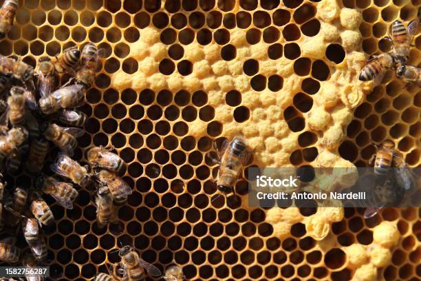 Bees On The Honeycomb With The Brood Of The Queen Bee Stock Photo - Download Image Now