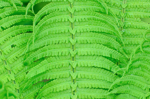 Green wet fern leaves background stock photo