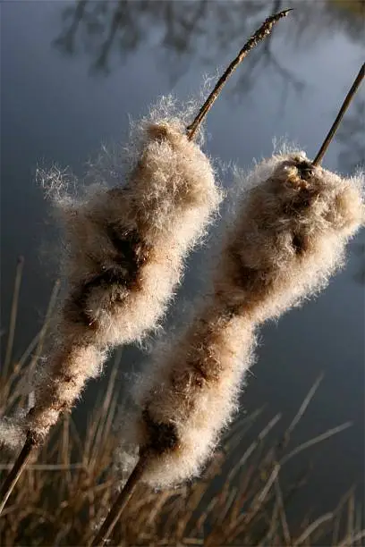 Tube bulb (Typha), is also referred to regionally as lamp cleaner, chimney sweep, pompesel, bumskeule or cannon cleaner and was included by me in the lake district Schwandorf in eastern Bavaria