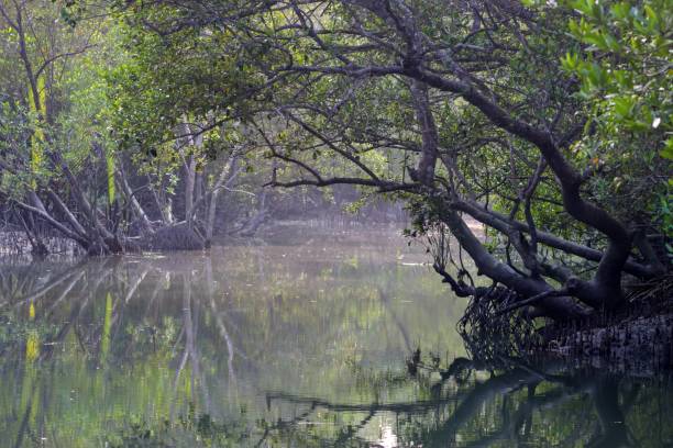 istock A canal in Sundarbans 1582783493