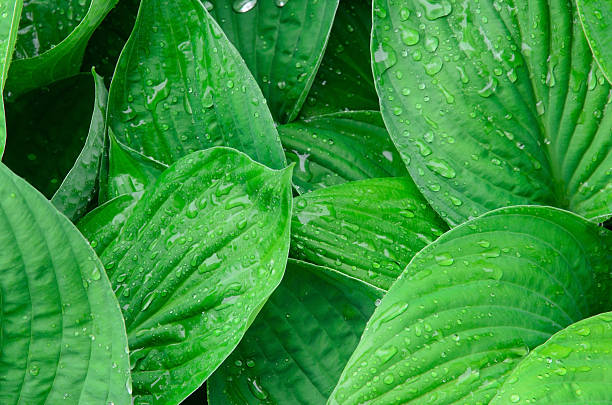 istock Green wet leaves background 158278454