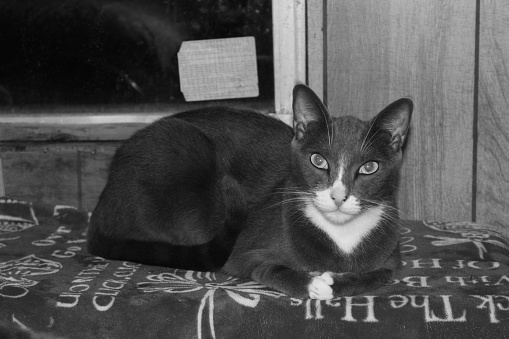 A little cat in hay in black and white. A cat on the hunt