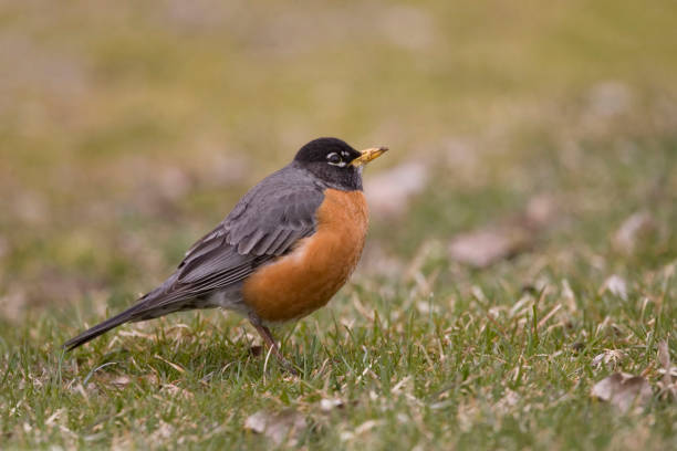 istock Male American Robin, Turdus migratorius, relaxing on the grass 1582789523