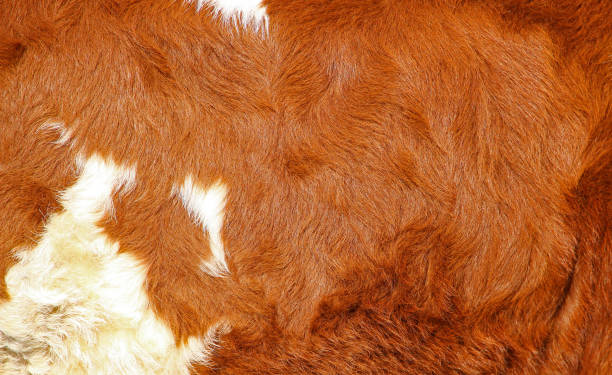 Cow fur Fur texture. cowhide stock pictures, royalty-free photos & images