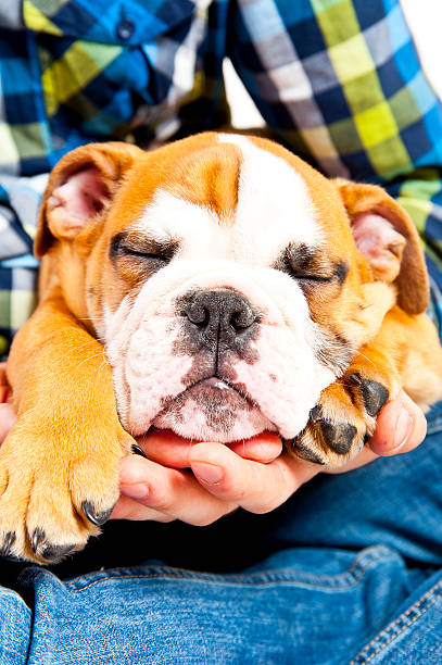 istock Dog on the wihte background with tail 158279385
