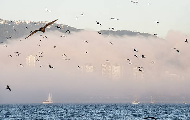 Flock of birds in front Foggy City Skyline stock photo