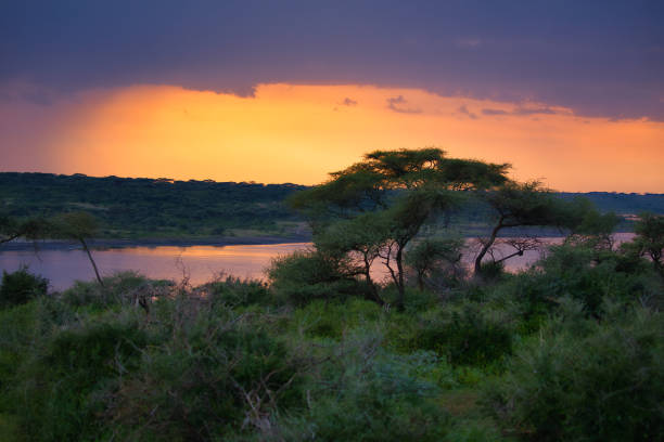 Adansonia digitata, the baobab, is the most widespread tree species of the genus Adansonia, Tarangire National Park in Tanzania. Malvaceae