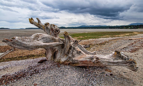 Large Tree Stump Driftwood on Beach stock photo