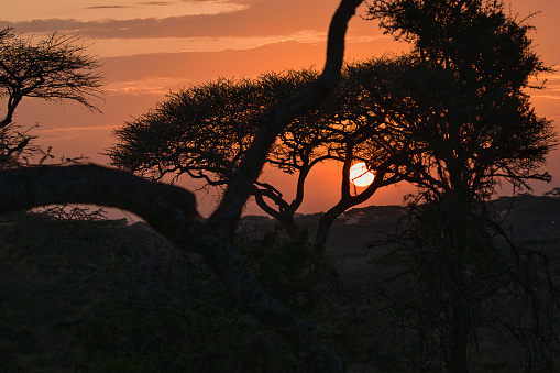 Red sunset in Africa. Serengeti.