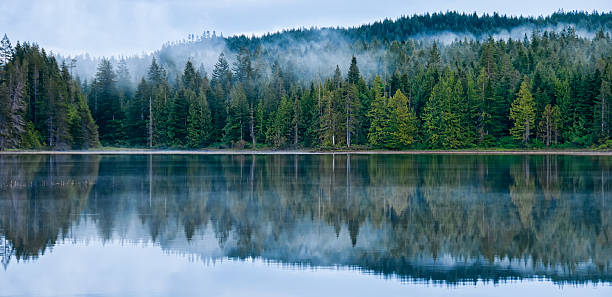 Perfect Reflection of Misty Forest in Lake stock photo