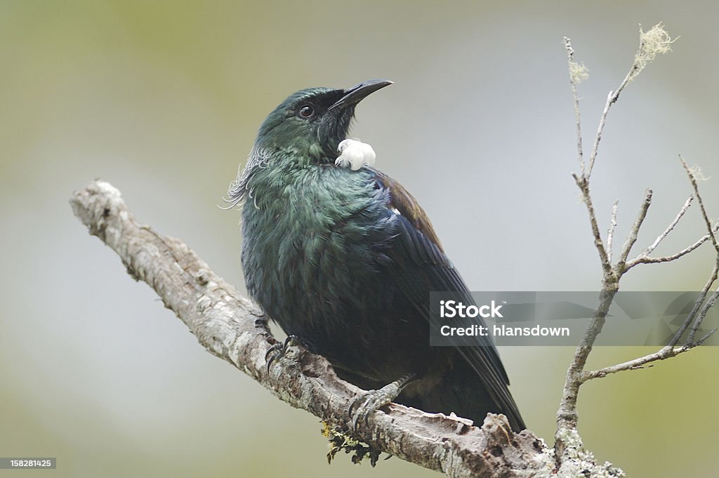 Tui （Prosthemadera novaeseelandiae ）Ulva Island ,New Zealand - ニュージーランドのロイヤリティフリーストックフォト