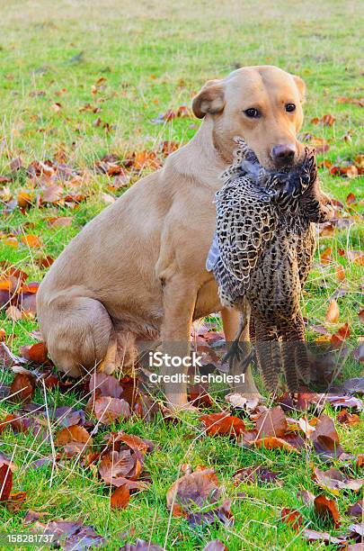 Labrador Dorado De Foto de stock y más banco de imágenes de Aire libre - Aire libre, Alimento, Animal