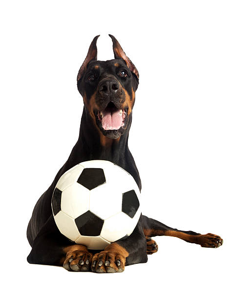 Doberman Pinscher outdoors at a park.