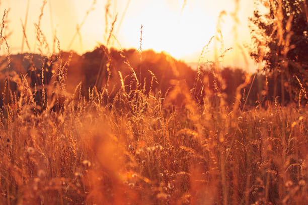 Summertime golden colors on a meadow.