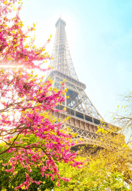 istock Eiffel Tower and cherry blossom, spring Paris photography 1582821216