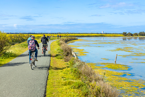 Tourists bicycling in the salt marshes of the Lilleau des Niges nature reserve on the Ile de Ré in France
