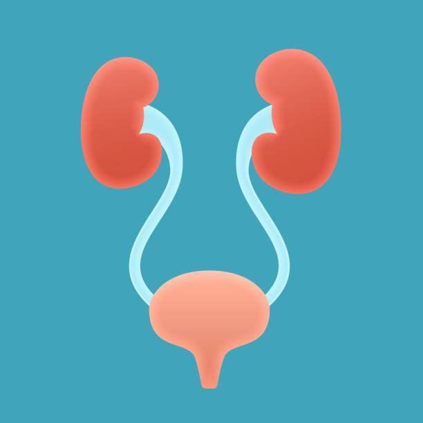 illustrazioni stock, clip art, cartoni animati e icone di tendenza di reni umani e elemento di progettazione dell'organo interno della vescica - renal vein