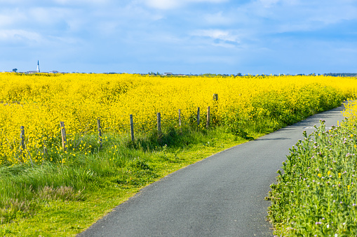 Cycle path and fields of wild mustard on Ile de Ré, France in the natural reserve of Lilleau des Niges