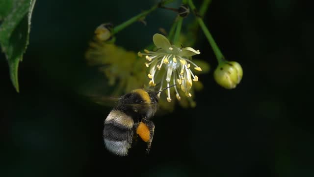 bee bumblebee observe yellow flower.
