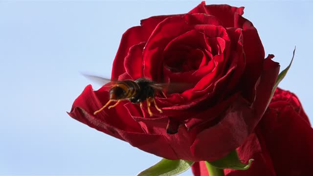 Bee hornet rose flower