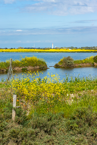 Salt marshes of the natural reserve of Lilleau des Niges on the Ile de Ré island in France