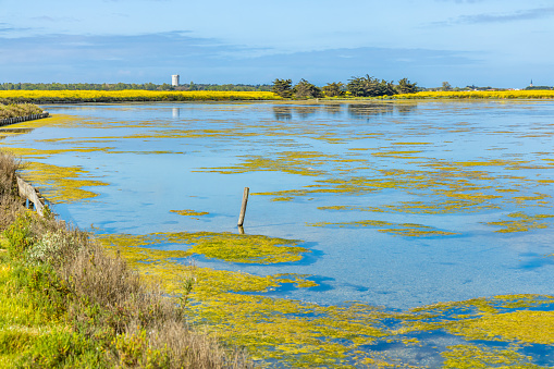 Salt marsh of the natural reserve of Lilleau des Niges on the Ile de Ré island in France