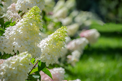 White hydrangea bushes bloom in summer