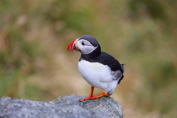 istock Puffins of Runde Island, Norway 1582838887