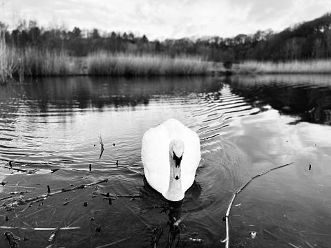 A swan swimming on a lake