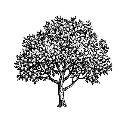 Apricot tree ink sketch. Hand drawn vector illustraion isolated on white background.