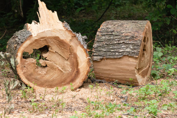 istock sawing logs, two parts of a tree trunk 1582858199