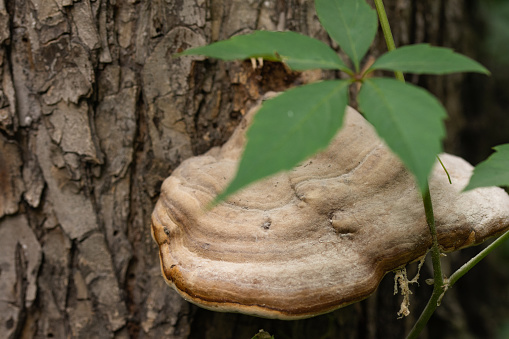 tree fungus clse-up