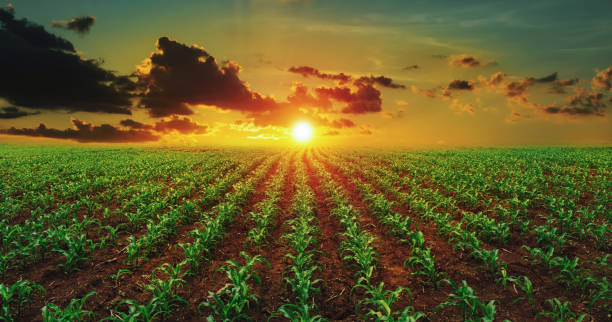 istock corn field with sunset at countryside 1582861510