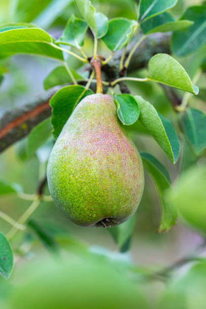 istock pear fruit on a branch with green leaves 1582862126