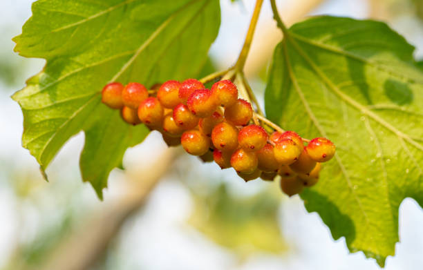 istock fruits of viburnum in drops 1582864254