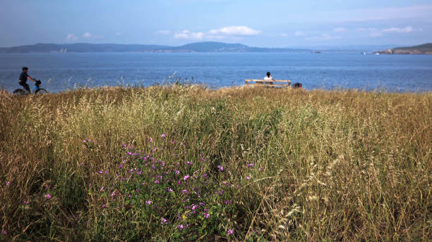 Behold the breathtaking view captured in this photo, where a vast golden field of wheat meets the serene expanse of the ocean. A rustic bench sits peacefully amidst the bountiful harvest, inviting moments of contemplation and relaxation. The warm hues and cinematic flare create a captivating scene, evoking a sense of freedom and the joy of being in nature's embrace. As you take in the tranquil surroundings, you can enjoy the healthy abundance of nature, from the flourishing cereal crops to the gentle rustling of the wind. This idyllic setting offers solitude, perfect for those seeking a peaceful getaway. Alone with their thoughts, one can find solace in the embrace of loneliness, letting the mind wander freely. Gazing at the endless sky and the captivating waves, it's a dreamlike moment of peace and rejuvenation. Take a deep breath, immerse yourself in this scene, and nourish your mental well-being as you witness the growth and tranquility of nature.