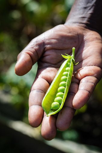 A close-up of an unrecognisable person holding a freshly picked pea pod with fresh peas inside in his palm. The background is out of focus.
