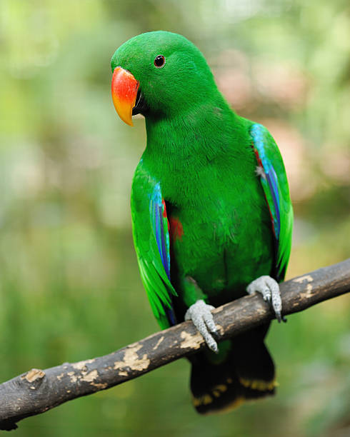 Parrot bird Beautiful green eclectus parrot bird eclectus parrot stock pictures, royalty-free photos & images