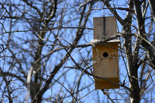 Artificial wood bird nest for tit birds on a tree
