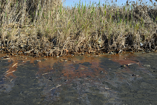 Polluted water with garbage, chemicals, and oil, harming ecosystems