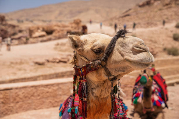 istock Close up of a Jordanian camel 1582899112