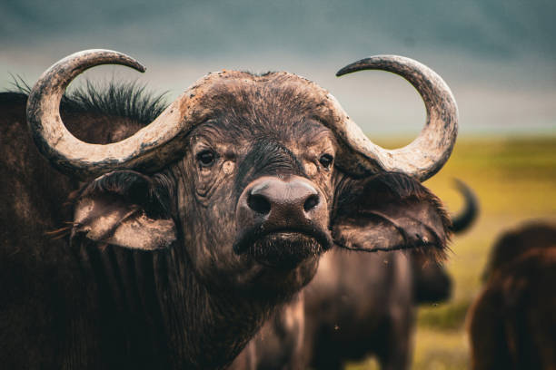 istock Cape Buffalo Ngorogoro Crater 1582901357