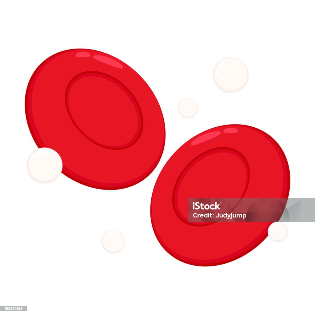 Red And White Blood Cell Vector Red And White Blood Cell Illustration ... Biology Diagrams