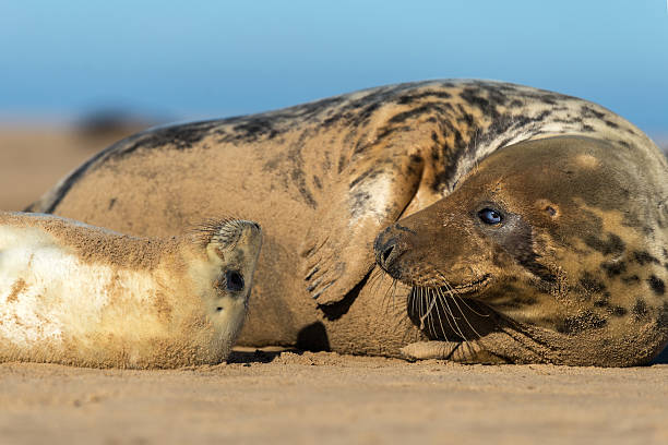 istock Mother Seal and Pup 158290431