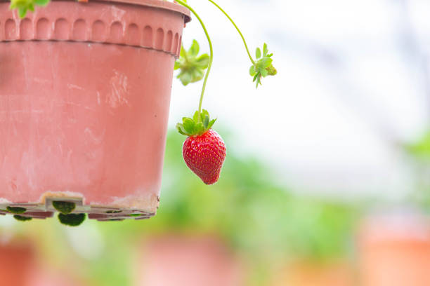 Fresh strawberry plant view in close up