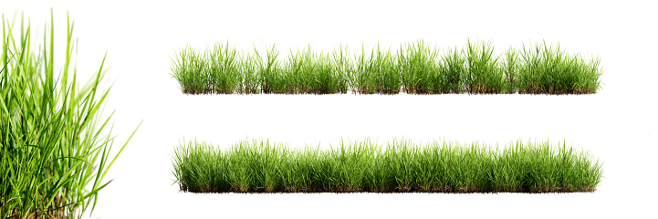 Green grass borders with selective focus closeup, isolated on white background. 3D render. 3D illustration.