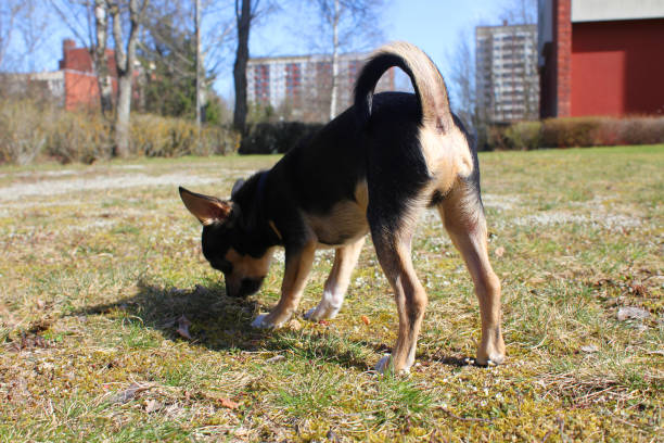 istock A chihuahua pup sniffing on some grass 1582933022