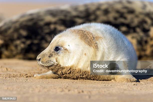 Seehundjunges Stockfoto und mehr Bilder von Flauschig - Flauschig, Fotografie, Horizontal