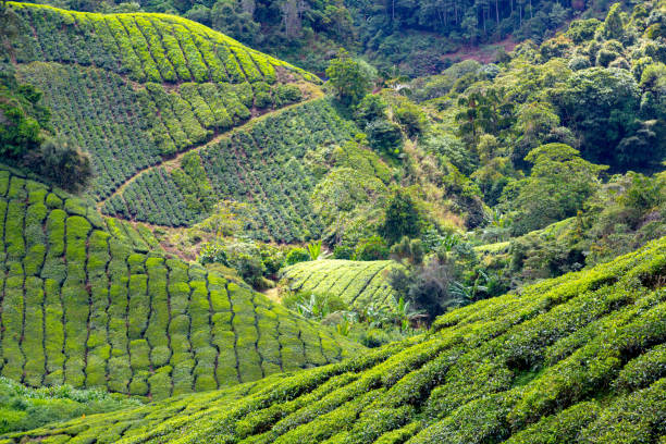 istock Tea Plantation view during day time in Cameron Highland, Pahang 1582934493